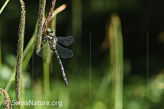 Foto: Gestreifte Quelljungfer (Cordulegaster bidentata). Ansicht von der Seite.