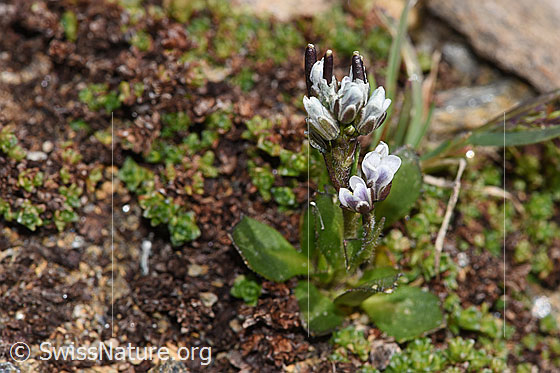 Photo: Arabis caerulea. Whole plant (habiti). Height: 2.5Cm.