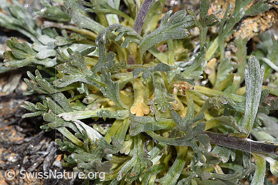 Foto: Ährige Edelraute (Artemisia genipi). Grundblätter und Stängelblätter.