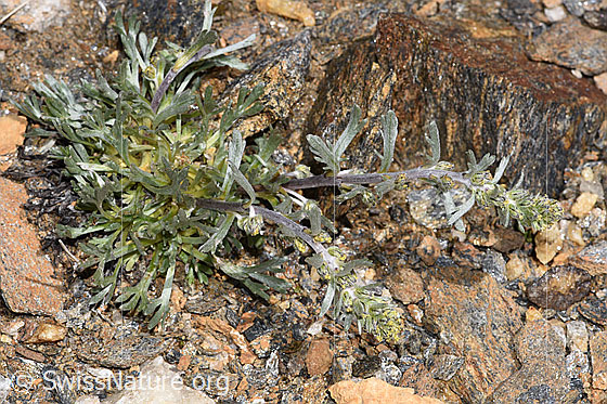 Photo: Artemisia genipi. Whole plant (habiti). View from above.