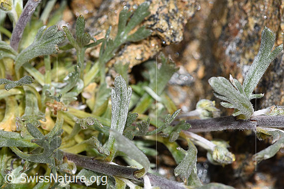 Photo: Artemisia genipi. Stem, stem leaves and basic leaves.