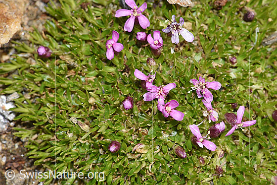 Foto: Kalk-Polsternelke (Silene acaulis). Ganze Pflanze (Habitus). Ansicht von oben.