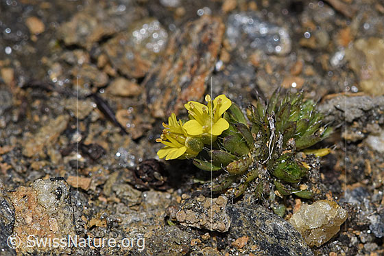 Foto: Hoppes Felsenblümchen (Draba hoppeana). Ganze Pflanze (Habitus). Ansicht von der Seite.