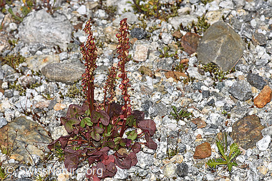 Photo: Oxyria digyna. Whole plant (habit). Height = 12cm.