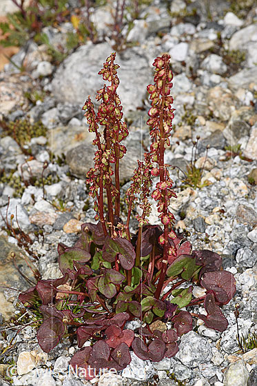 Foto: Säuerling (Oxyria digyna). Ganze Pflanze (Habitus). Höhe = 12cm.