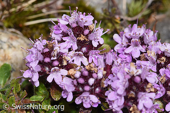 Photo: Thymus praecox ssp. Polytrichus. Blossoms.