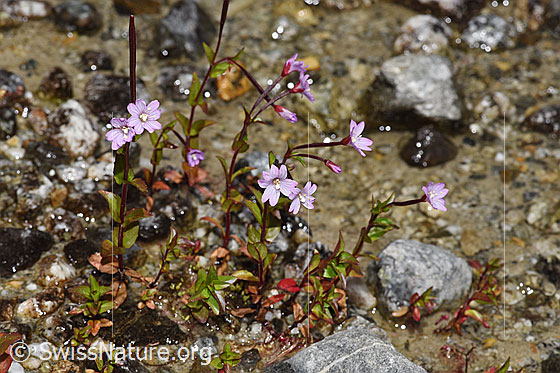 Photo: Epilobium anagallidifolium. Whole plant (habit). Height = 9cm.