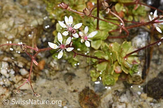 Photo: Saxifraga stellaris. Blossoms.