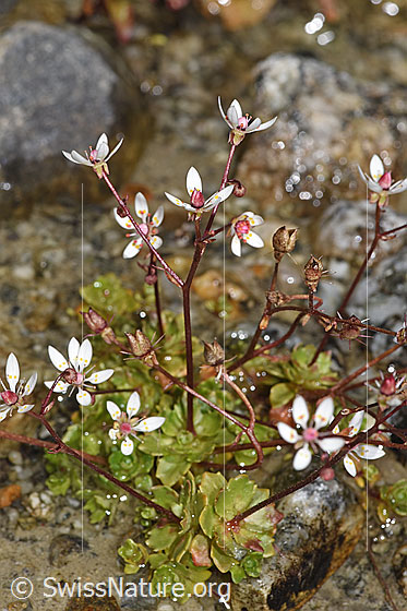 Photo: Saxifraga stellaris. Whole plant (habit). Height = 6.5cm.