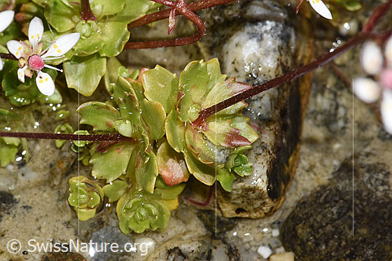 Photo: Saxifraga stellaris. Leaf rosettes and stems.