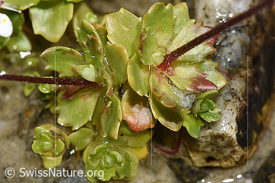Photo: Saxifraga stellaris. Leaf rosettes and stems.