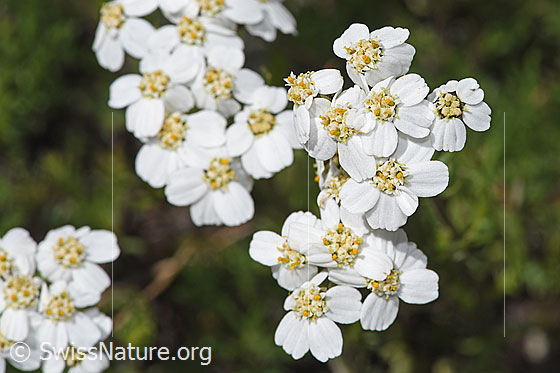 Foto: Moschus-Schafgarbe (Achillea erba-rotta ssp. moschata). Blüten. Höhe = 12cm.