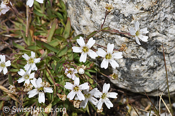 Photo: Silene rupestris. Whole plant (habit). Height = 4cm.
