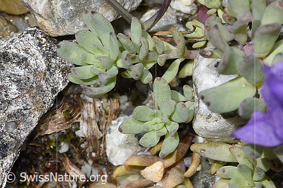 Photo: Linaria alpina. Leaves.