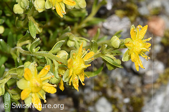 Photo: Saxifraga aizoides. Blossoms, stem and stem leaves. Height = 7cm.
