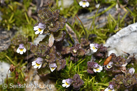 Photo: Euphrasia minima. Whole plant (habit). Height = 2cm.