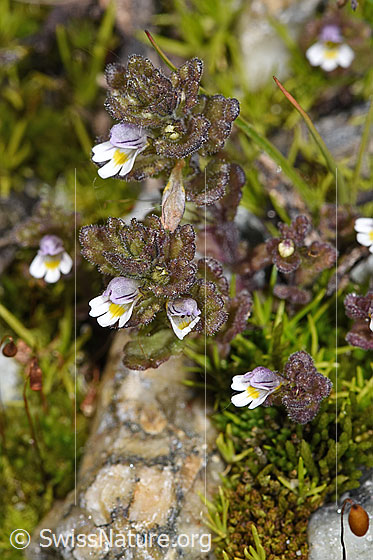 Photo: Euphrasia minima. Whole plant (habit).