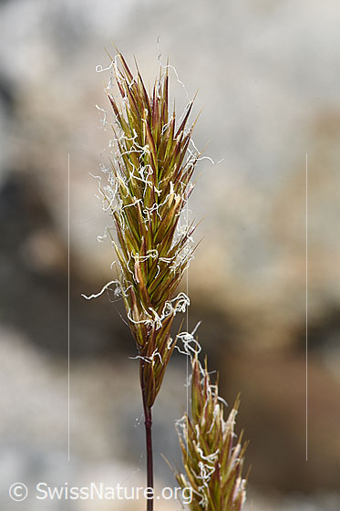 Foto: Wahrscheinlich Duftendes Ruchgras (Anthoxanthum odoratum). Rispe. Höhe der Pflanze = 40cm.
