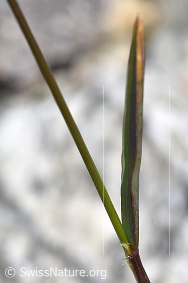 Foto: Wahrscheinlich Duftendes Ruchgras (Anthoxanthum odoratum). Stängel und Stängelblatt.