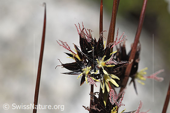 Photo: Juncus jacquinii. Blossom. View from the front.