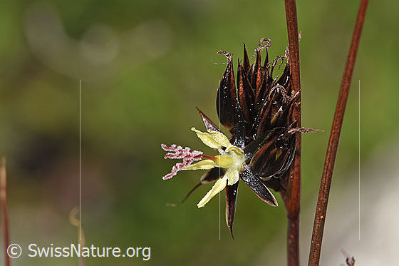 Photo: Juncus jacquinii. Blossom. View from the side.