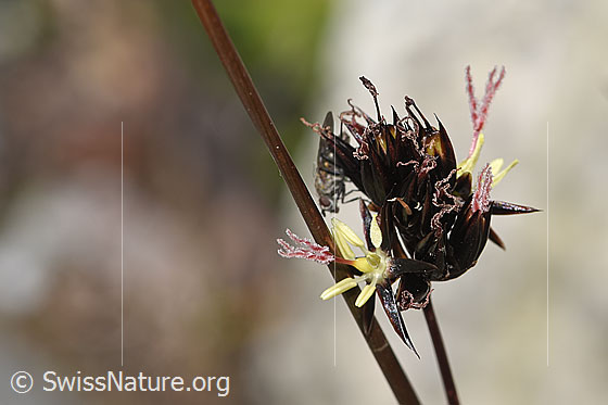 Photo: Juncus jacquinii. Blossom. View from side front.