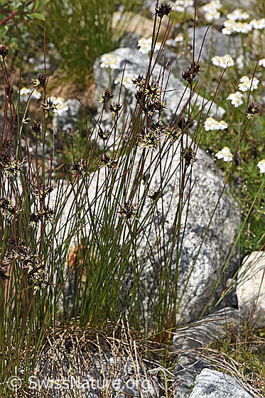 Photo: Juncus jacquinii. Whole plant (habit). Height = 27cm.