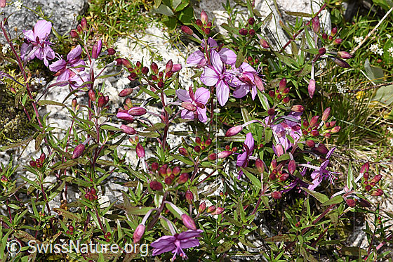 Foto: Fleischers Weidenröschen (Epilobium fleischeri). Ganze Pflanze (Habitus). Höhe = 10cm