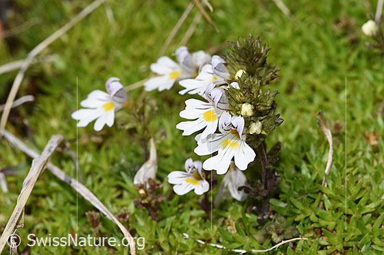 Photo: Euphrasia minima. Whole plant (habit). Height = 25mm.