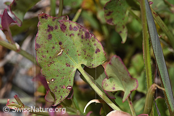 Foto: Schildblättriger Ampfer (Rumex scutatus). Blatt.