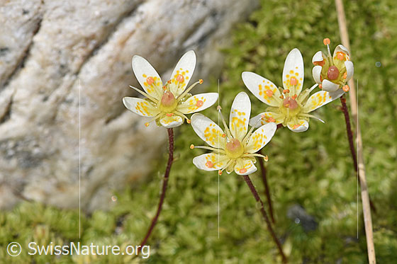 Photo: Saxifraga bryoides. Blossoms.