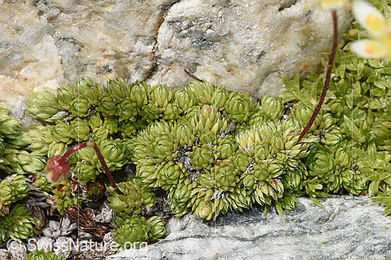 Photo: Saxifraga bryoides. Leaf rosettes.