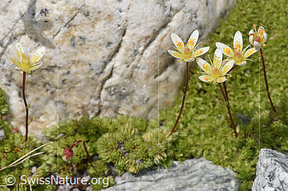 Photo: Saxifraga bryoides. Whole plant (habit). Height = 45mm.