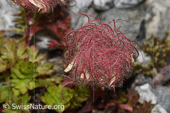 Foto: Kriechende Berg-Nelkenwurz (Geum reptans). Verblühte Blüte.