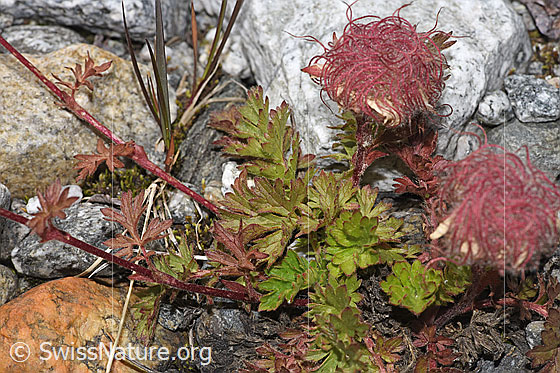 Photo: Geum reptans. Whole plant (habit). Wilted. Height = 5cm.