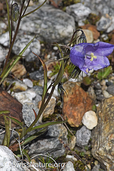 Foto: Scheuchzers Glockenblume (Campanula scheuchzeri). Stängel und Blätter.