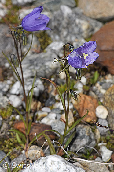 Foto: Scheuchzers Glockenblume (Campanula scheuchzeri). Ganze Pflanze (Habitus). Höhe = 12cm.