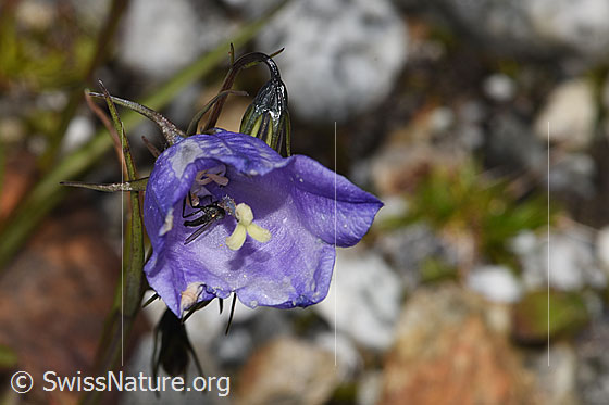 Foto: Scheuchzers Glockenblume (Campanula scheuchzeri). Blüte. Ansicht von vorne.