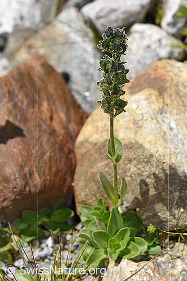 Foto: Rosetten-Ehrenpreis (Veronica bellidioides). Ganze Pflanze (Habitus). Verblüht. Blütenstand, Stängel und Früchte sind drüsig behaart.