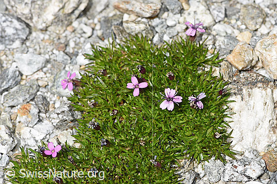 Photo: Probably Silene exscapa. Plant cushion with a few flowers. View from above.