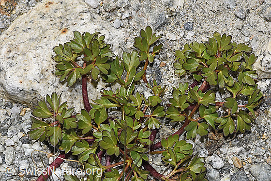 Photo: Ranunculus glacialis. Leaves.