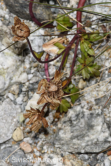 Photo: Ranunculus glacialis. Stems and wilted blossoms.