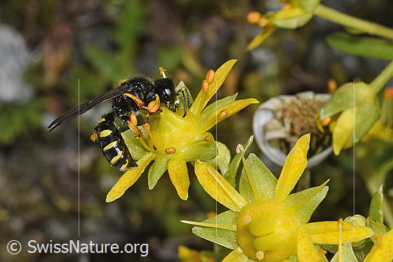 Photo: Crabro peltatus on Saxifraga aizoides. Female. View from the side.