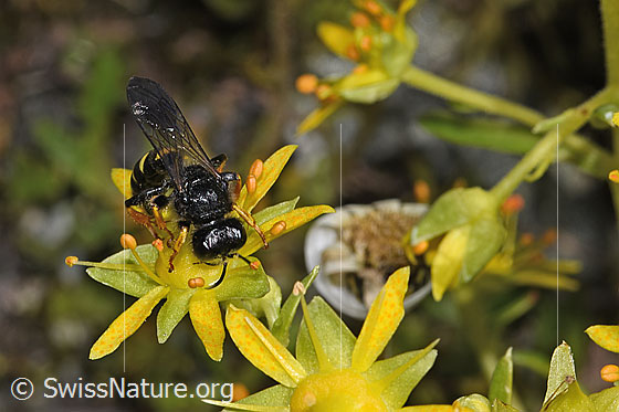 Photo: Crabro peltatus on Saxifraga aizoides. Female. View from above.
