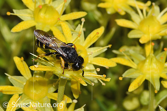 Photo: Crabro peltatus on Saxifraga aizoides. Female. View from diagonally above.