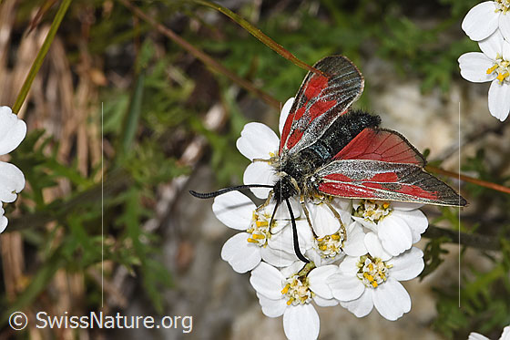 Photo: Zygaena exulans on Achillea erba-rotta ssp. moschata. Wings half open. View from top front.