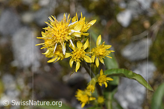 Foto: Alpen-Goldrute (Solidago virgaurea ssp. minuta). Blüten.