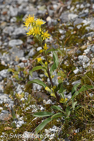 Foto: Alpen-Goldrute (Solidago virgaurea ssp. minuta). Ganze Pflanze (Habitus). Höhe = 16cm.