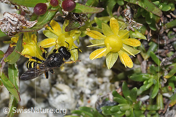 Photo: Crabro peltatus on Saxifraga aizoides. Female. View from above.