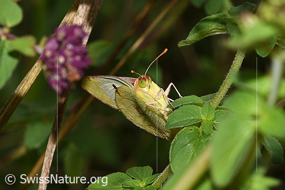 Foto: Goldene Acht (Colias hyale). Flügel geschlossen. Ansicht von vorne unten.